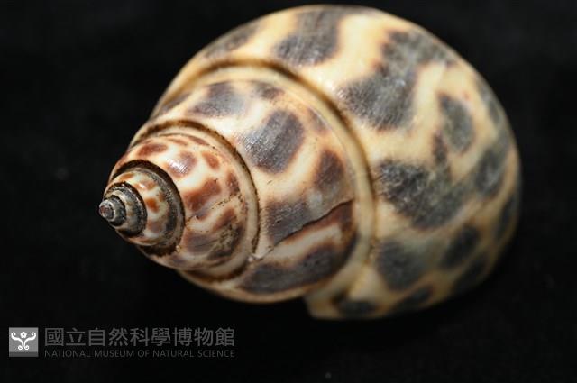 婆羅洲鳳螺藏品圖，第10張