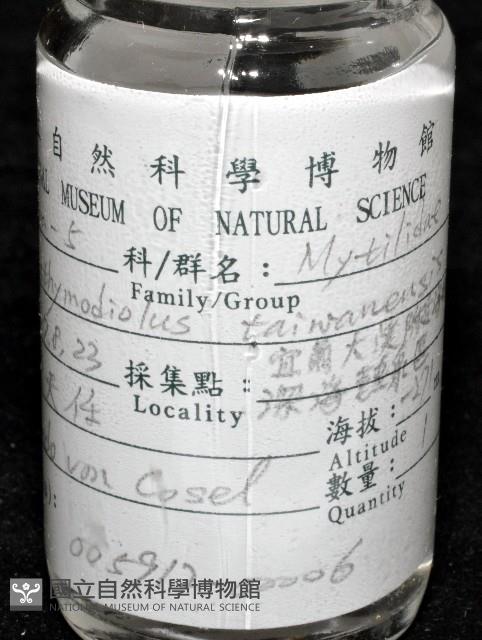 臺灣深海殼菜蛤藏品圖，第10張