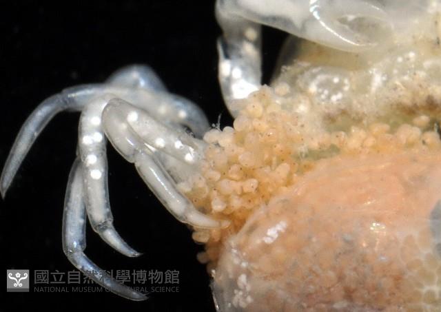中華蚶豆蟹藏品圖，第10張