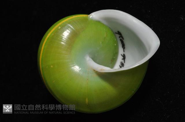 綠巴布亞蝸牛藏品圖，第10張