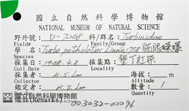 貓眼蠑螺藏品圖，第10張