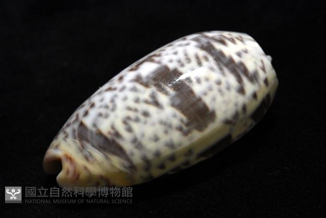 登錄號:007819-00136藏品圖，第10張