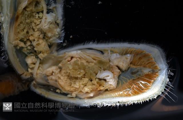 亞氏海豆芽藏品圖，第10張