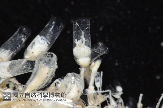 未知種水螅藏品圖，第10張