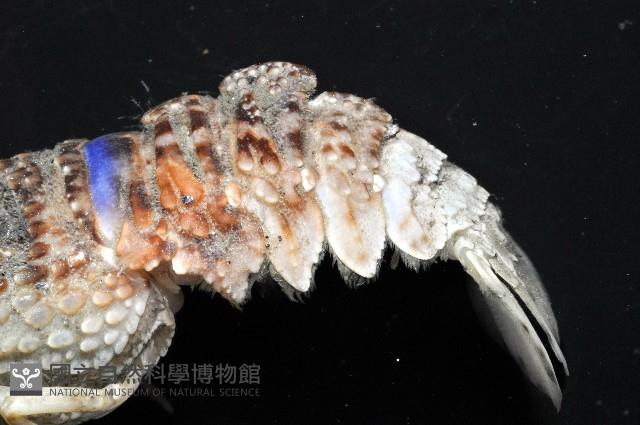 皺褶蟬蝦藏品圖，第10張