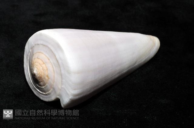 胭脂芋螺藏品圖，第10張