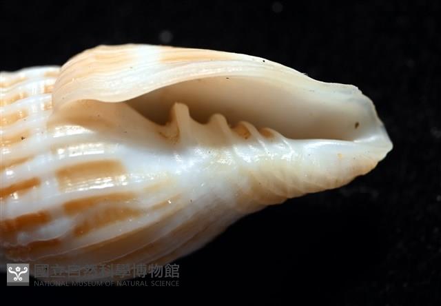 展翼蛹筆螺藏品圖，第10張