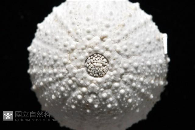 艾氏鋸海膽藏品圖，第10張