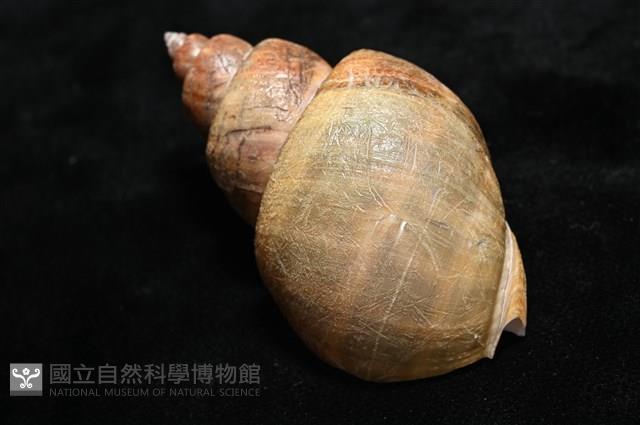 波部鳳螺藏品圖，第10張