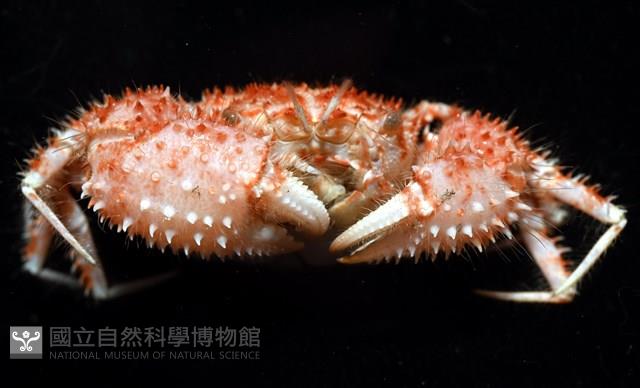 多刺毛刺蟹藏品圖，第10張