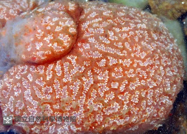 未知種短腹海鞘藏品圖，第10張