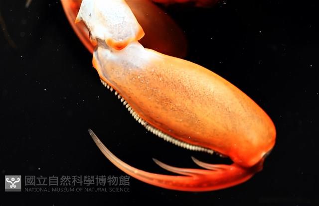 韓氏(粗糙)橙蝦蛄藏品圖，第10張