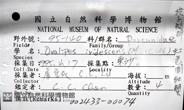 虹色圓趾蟹藏品圖，第10張