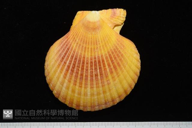 高貴海扇蛤藏品圖，第10張
