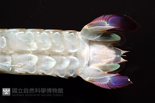 脊尾齒指蝦蛄藏品圖，第10張