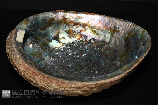孔雀鮑螺藏品圖，第10張