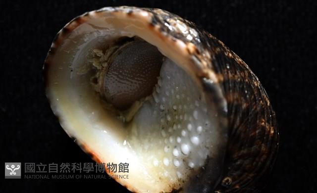 漁舟蜑螺藏品圖，第10張