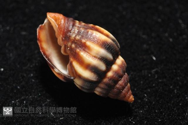 毛球蛹筆螺藏品圖，第10張