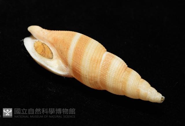 阿猴布紋螺藏品圖，第10張