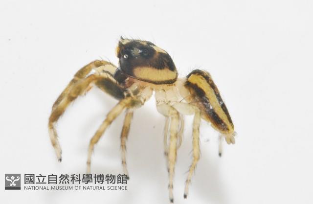 多色金毛蛛藏品圖，第10張