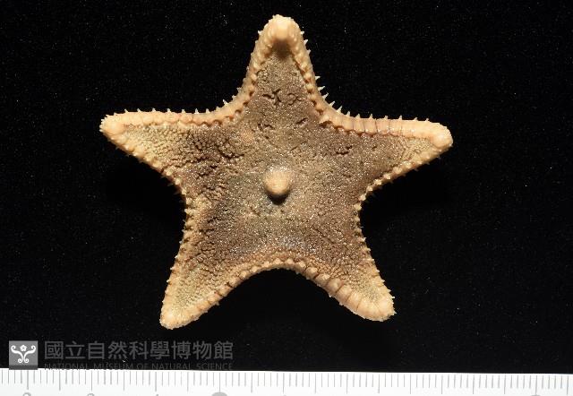 未知種櫛盤海星藏品圖，第10張