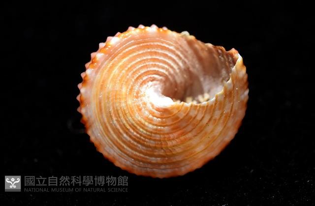金門鐘螺(洪氏麗口螺)藏品圖，第10張
