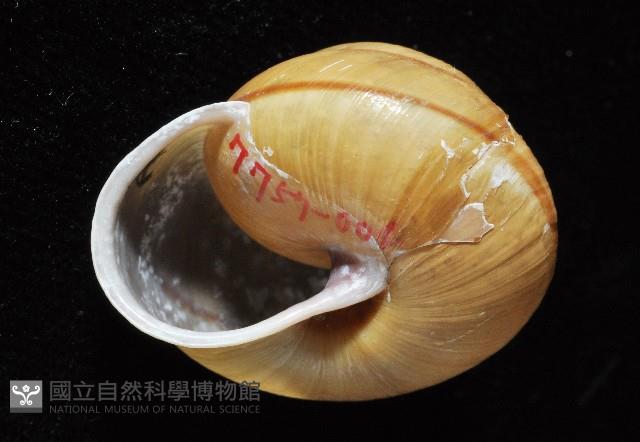 金崙栗蝸藏品圖，第10張