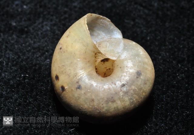 阿禮高腰蝸牛藏品圖，第10張