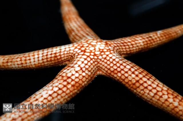 鑽石異瘤蛇海星(暫譯)藏品圖，第10張