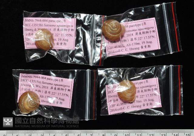 鱗高腰蝸牛(鱗菱蝸牛)藏品圖，第10張