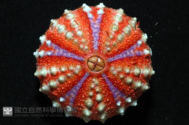 浪腔海膽(波紋腔海膽)藏品圖，第10張