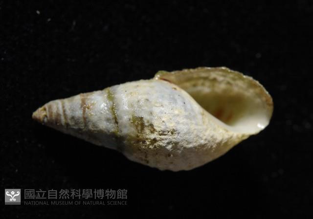 瘤蜷藏品圖，第10張