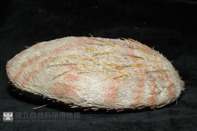 秀麗布萊海膽藏品圖，第10張