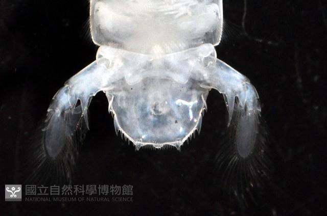 濱海幼嫩蝦蛄藏品圖，第10張