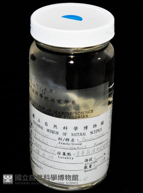 臺灣長額蝦藏品圖，第10張