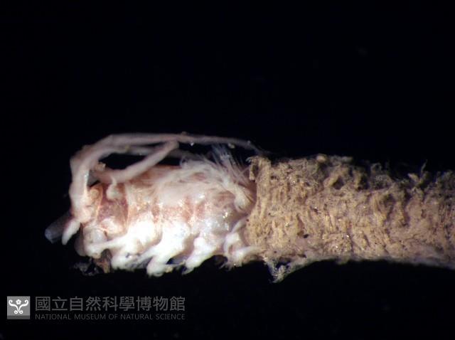 未知種歐努菲蟲藏品圖，第10張