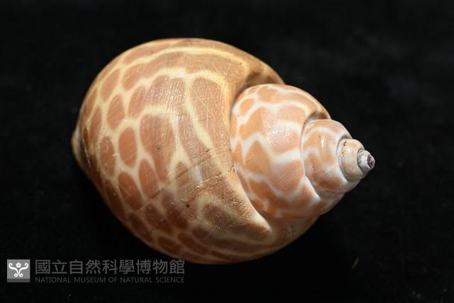窄縫鳳螺藏品圖，第10張