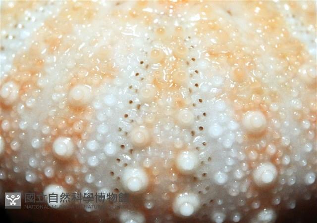 福氏鋸海膽藏品圖，第10張
