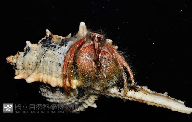 突腕長眼寄居蟹藏品圖，第10張