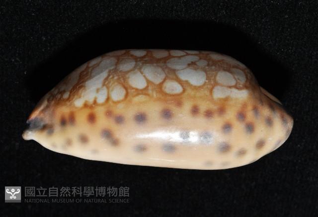 黑網目寶螺藏品圖，第10張