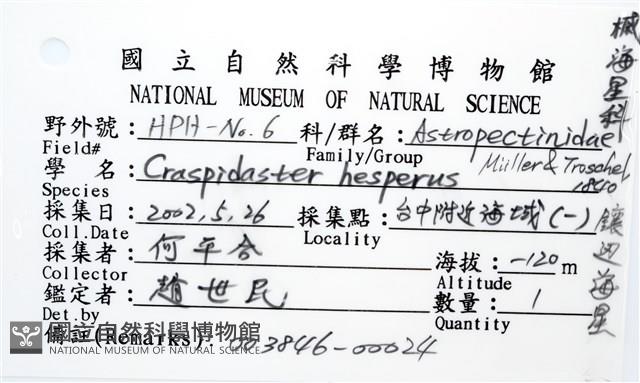 鑲邊海星藏品圖，第10張