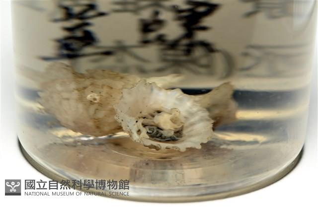 未知種晃蓋螺藏品圖，第10張