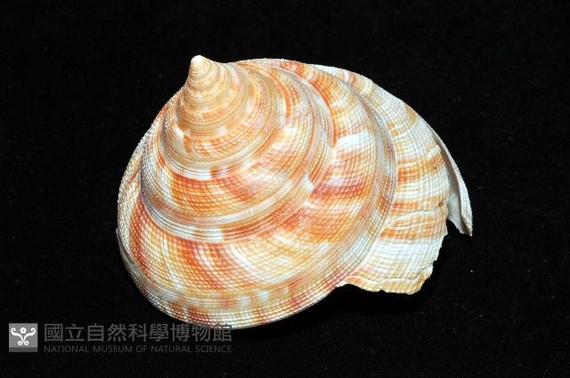 紅翁戎螺藏品圖，第10張