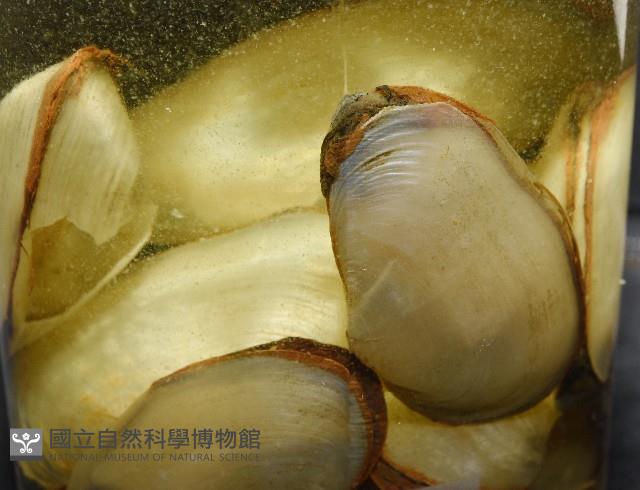 船形(公代)薄殼蛤藏品圖，第10張