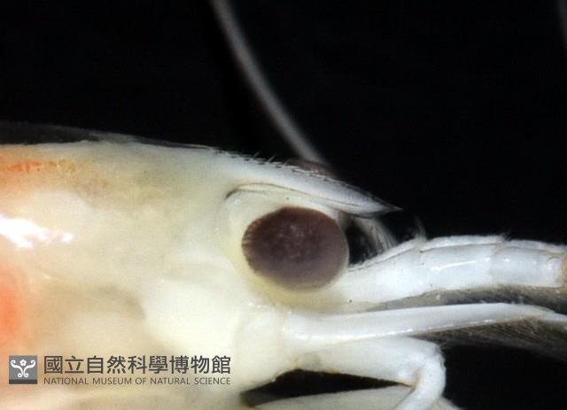湧泉新米蝦藏品圖，第10張