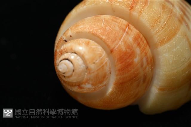彩繪型深溝鳳螺藏品圖，第10張