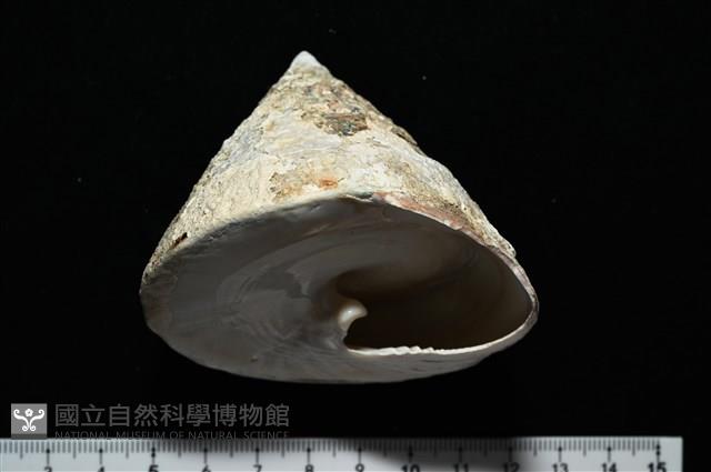 銀塔鐘螺藏品圖，第10張