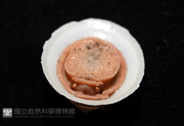 尖頂梳齒笠螺藏品圖，第10張