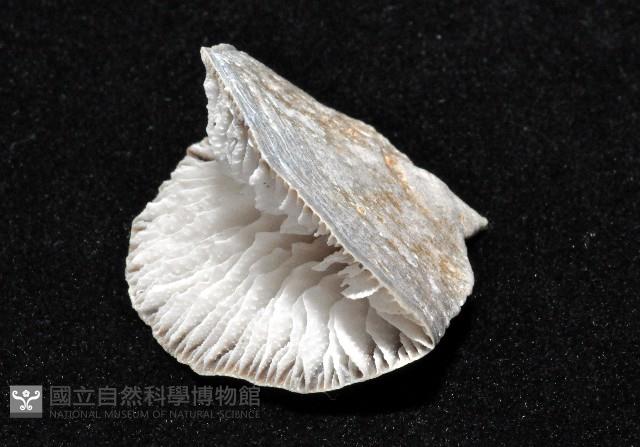 優雅扇形珊瑚藏品圖，第10張