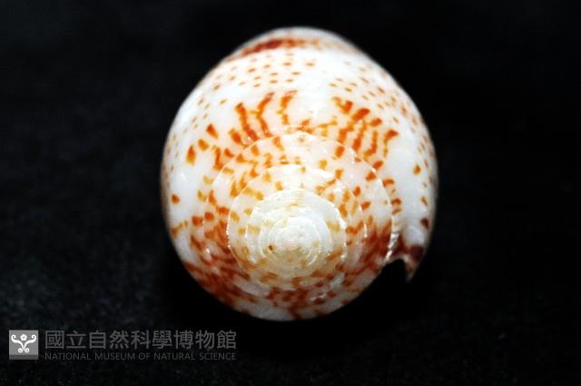 飛蠅芋螺藏品圖，第10張